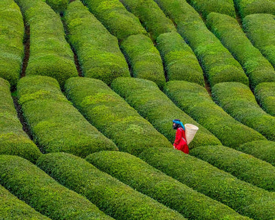 Ideal Tea Growing Environments