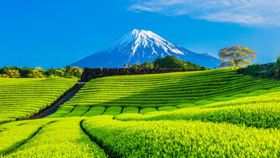 Tea Travels to Japan