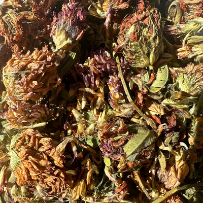 Red clover up close