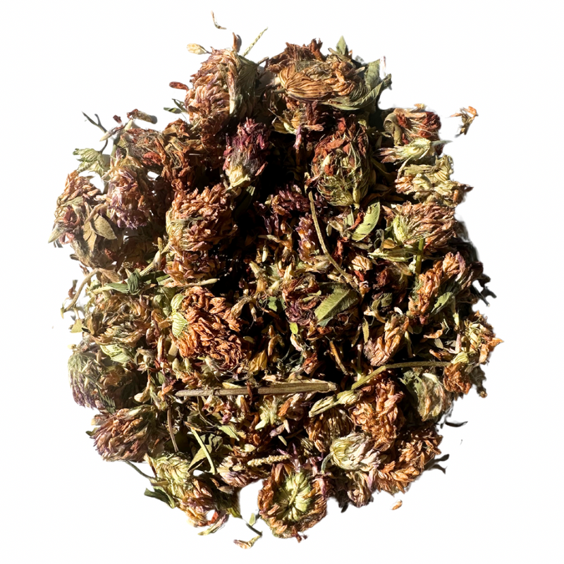 Red clover